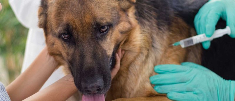 Бравекто (MSD animal Health) таблетки от блох и клещей для собак 20-40