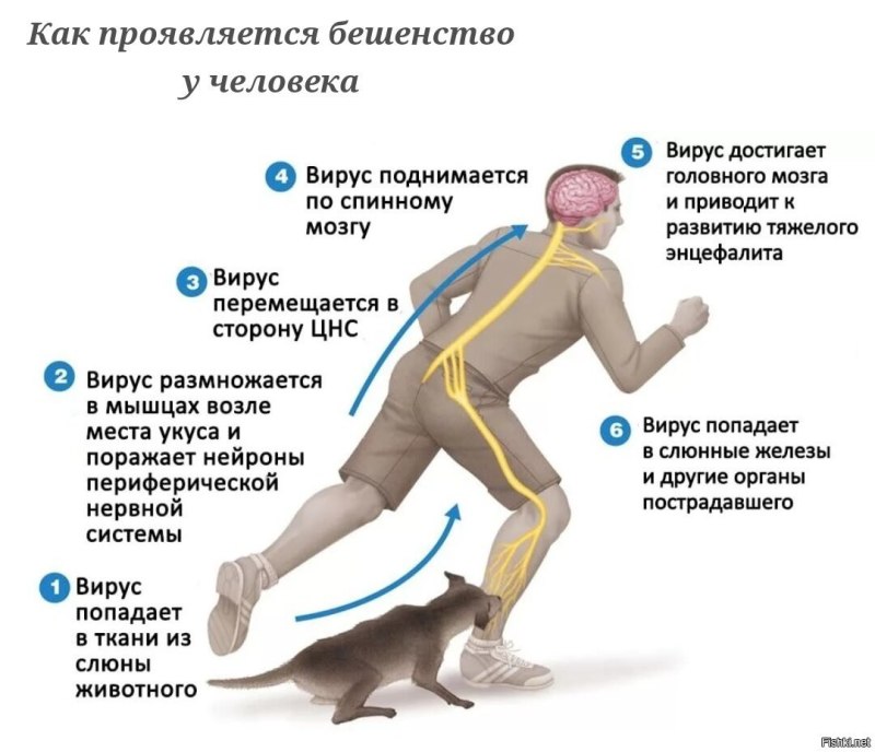 Наиболее характерные симптомы бешенства