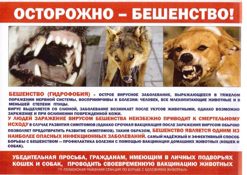 Бешенство домашних животных