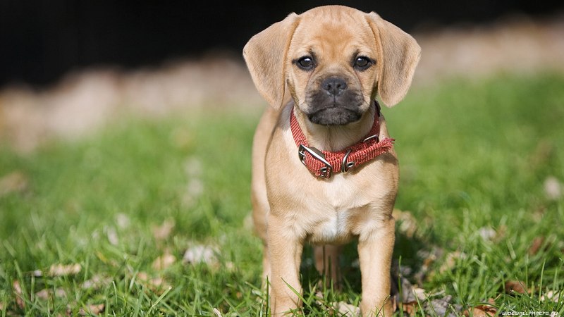 Puggle собака