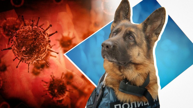 Собака больная коронавирусом