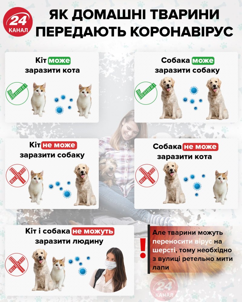 Обои коронавирус смешные