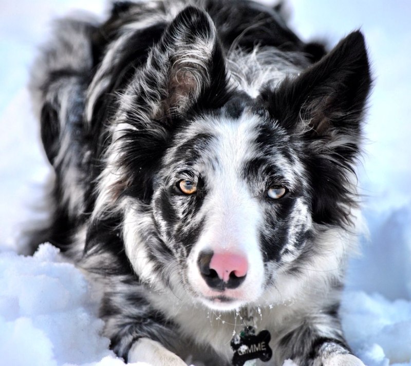Бордер колли Blue Merle
