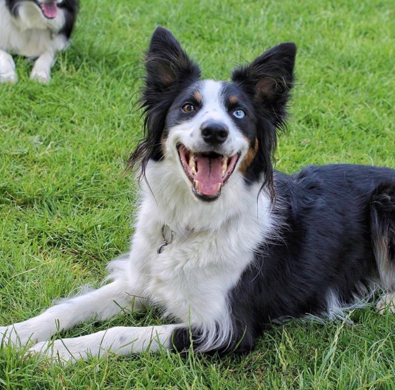 Бордер колли Blue Merle