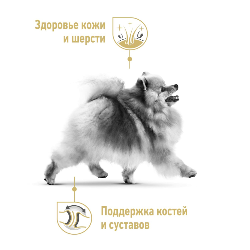 Корм для померанского шпица