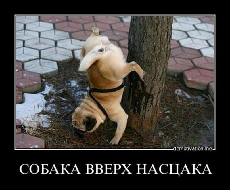 Пазл какающие собаки