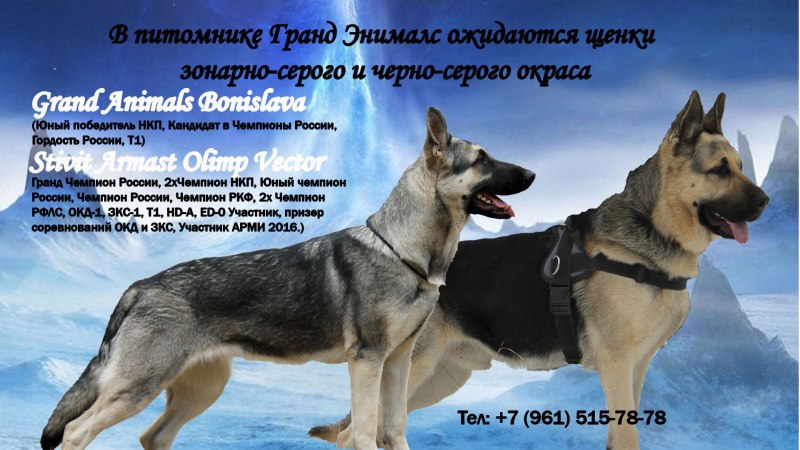 Овчарка ВЕО зонарно серого окраса