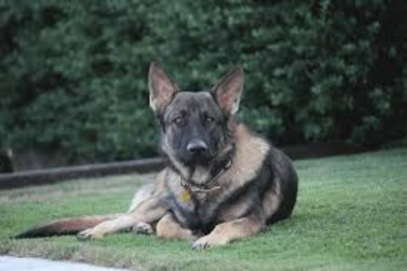 German Shepherd runt growth Chart