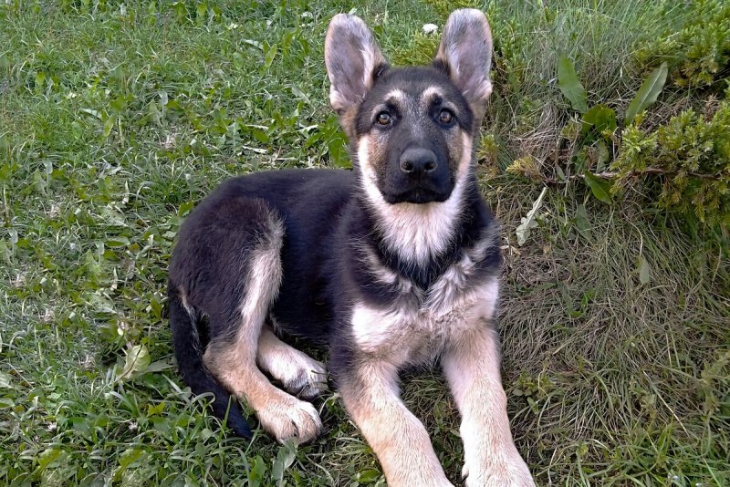 East European Shepherd