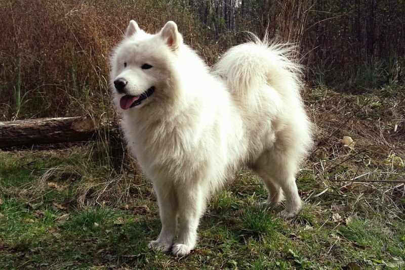 Сибирский самоед