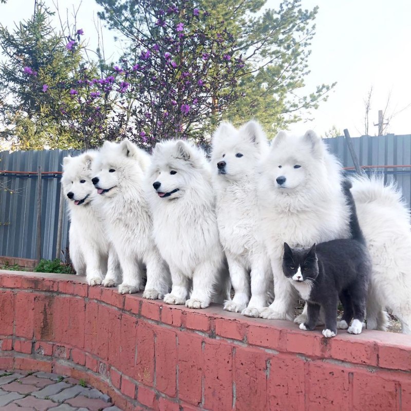 Котик породы самоед