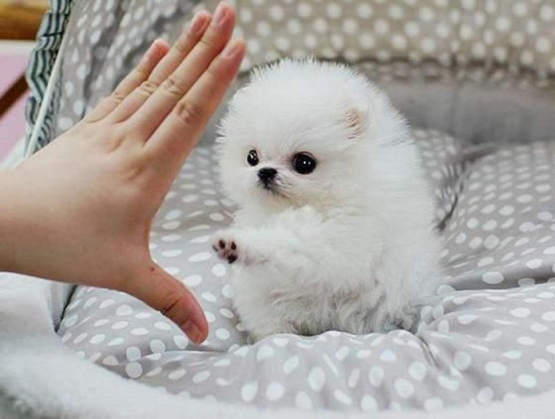 Померанский шпиц Teacup.