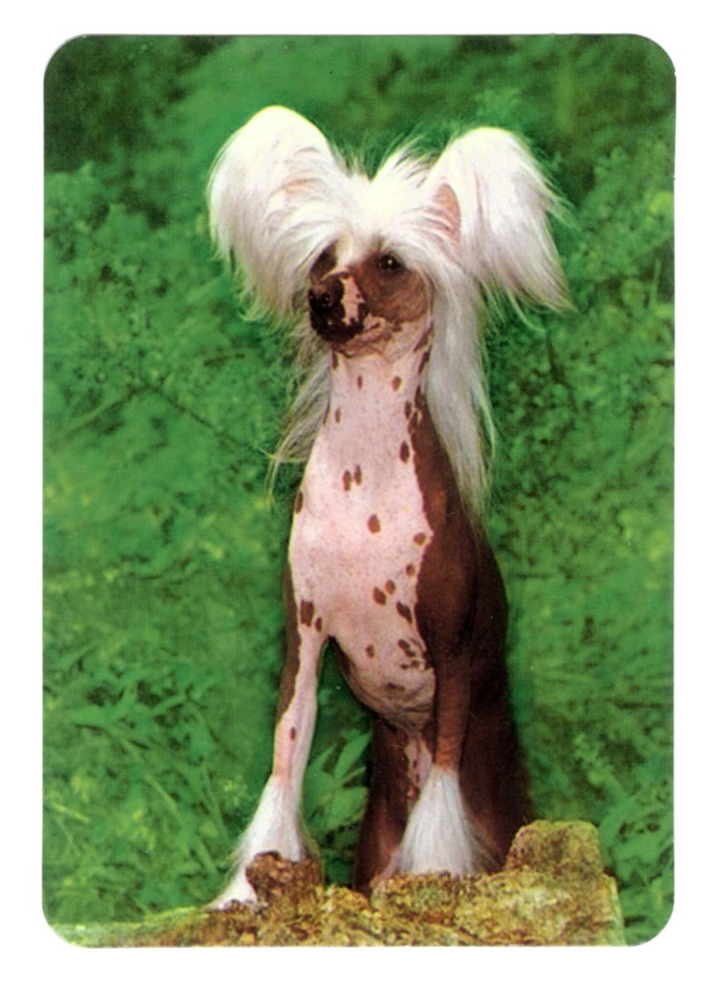 фото голая китайская собака фото фото 102