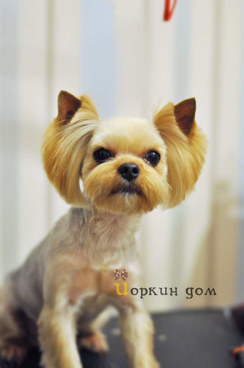 Корейская стрижка Йорка