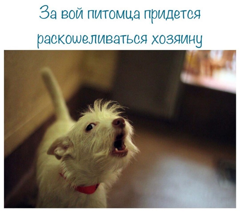 Собаки которые не кусаются