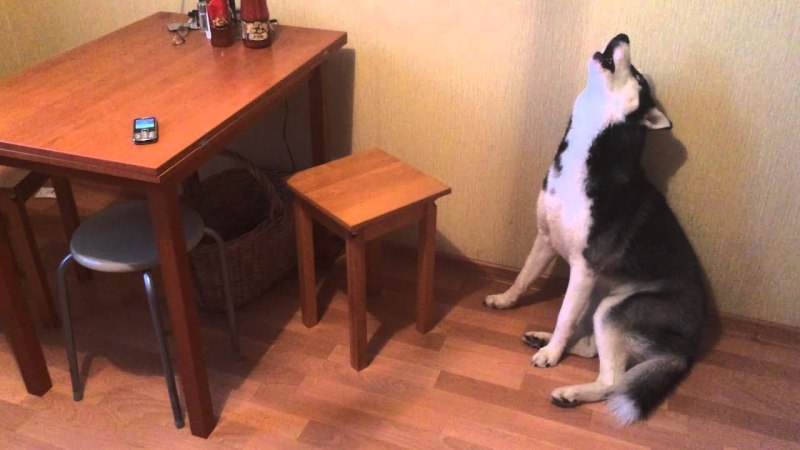 Злая дворняга