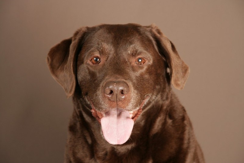 Labrador Dog коричневый