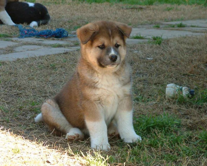 Red Akita щенок