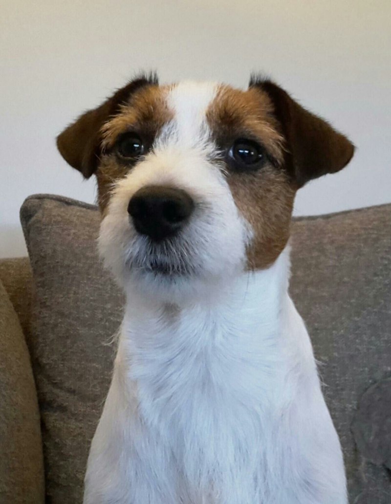 Jack Russell Terrier