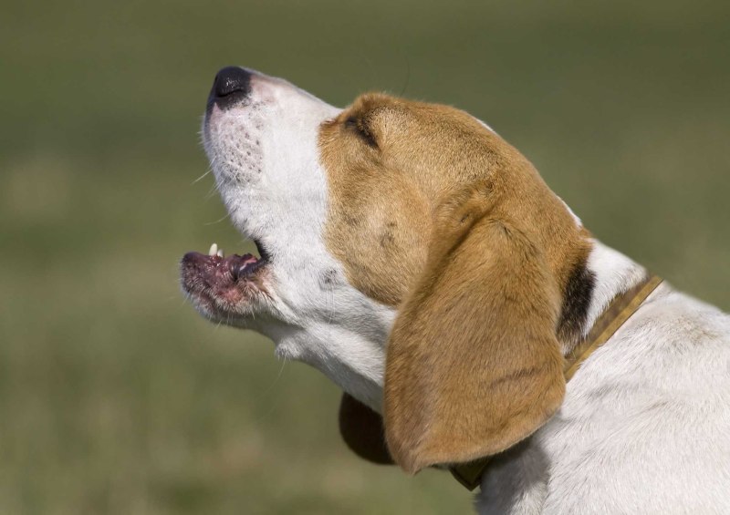 Bark Bark собака