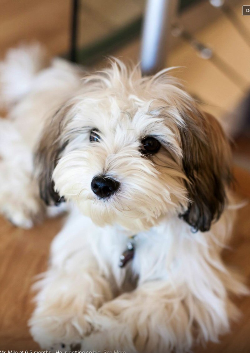 Havanese Breed порода собак