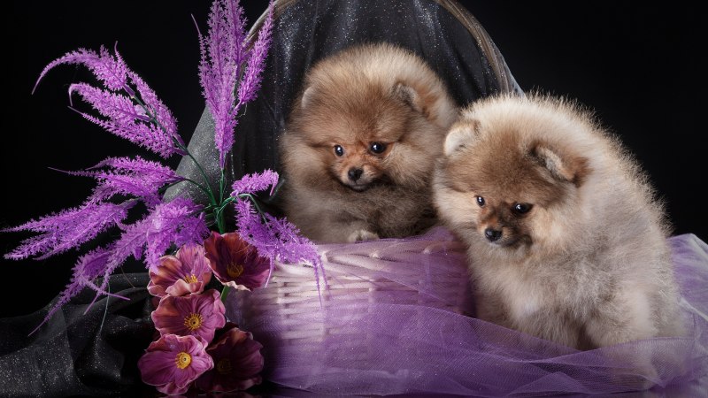 Померанский шпиц белый корейский