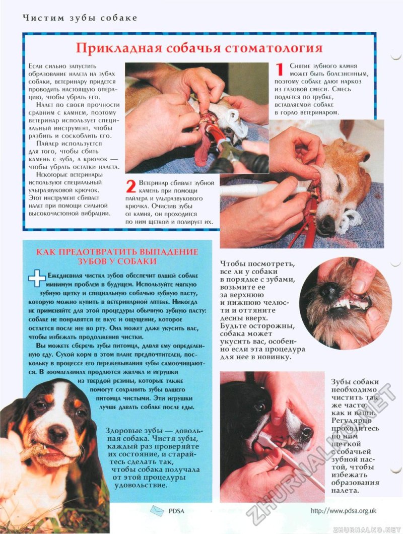 Как правильно чистить зубы собаке в домашних условиях с фото пошагово