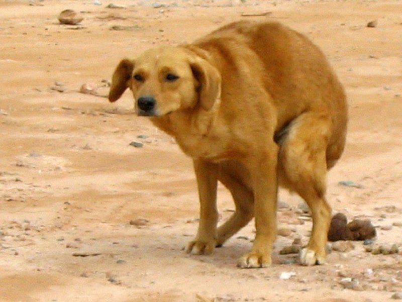 Пес какает