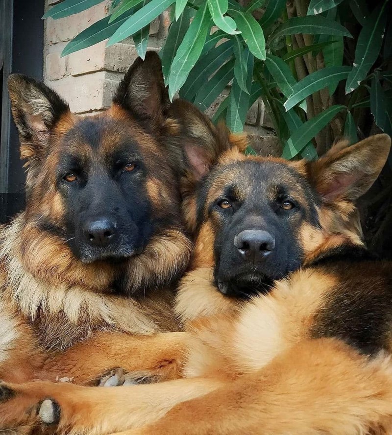 Latin Dogs