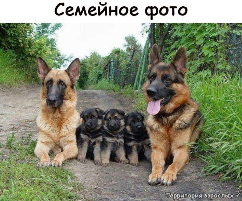 Три подростка с овчаркой