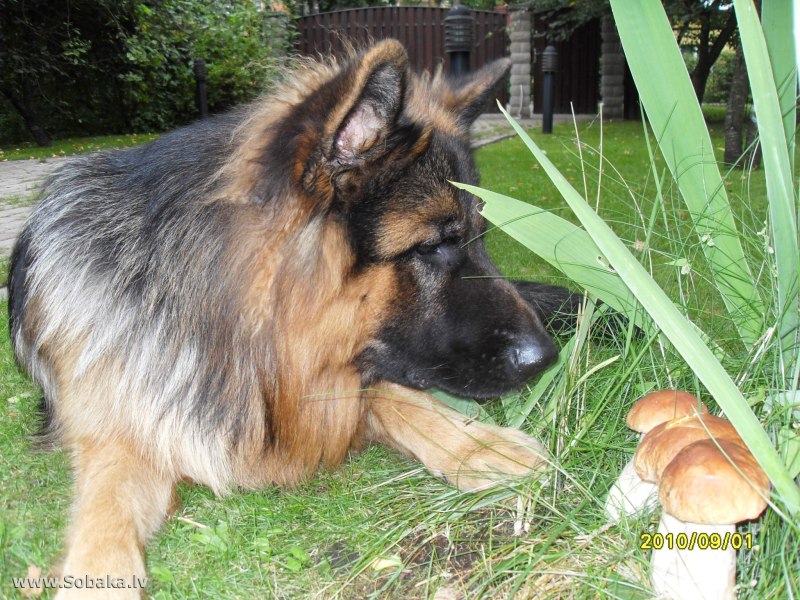 Golden Shepherd