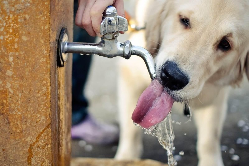 Вода для животных