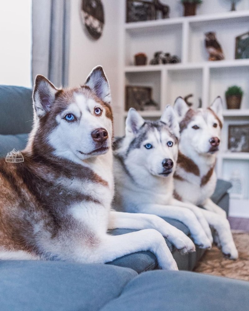3 Хаски
