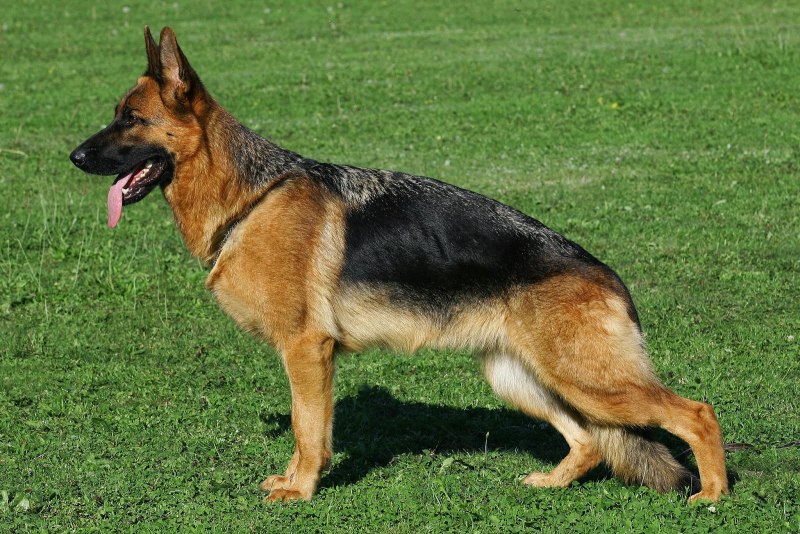 Баварская овчарка Shepherd