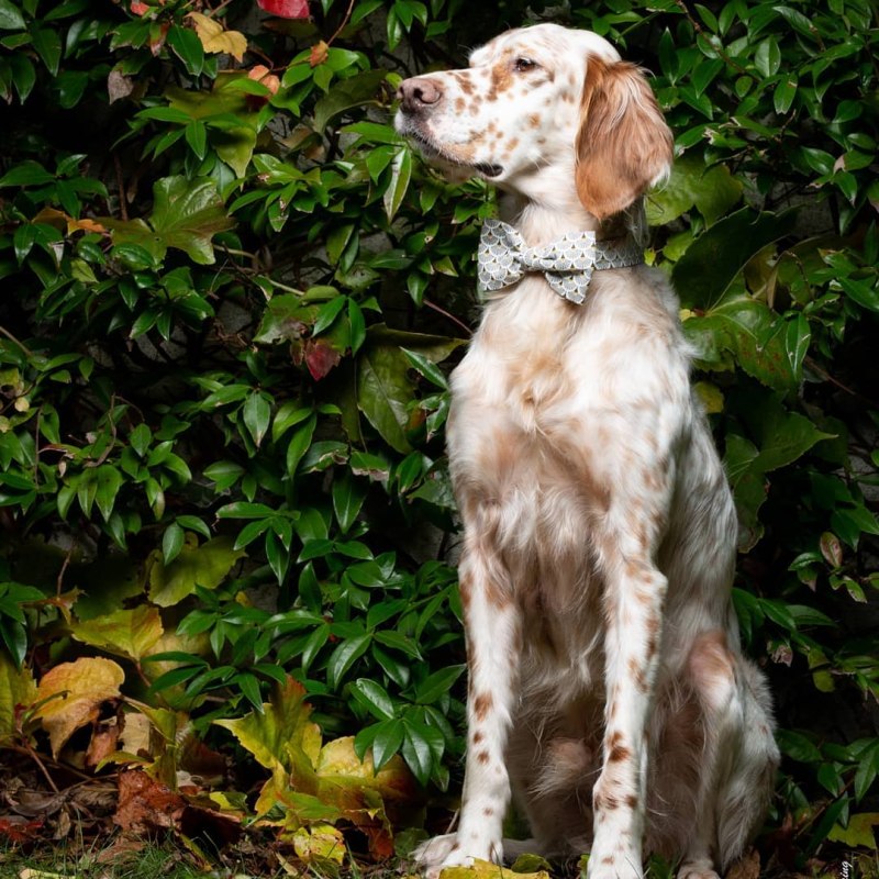 Irish Setter Puppy