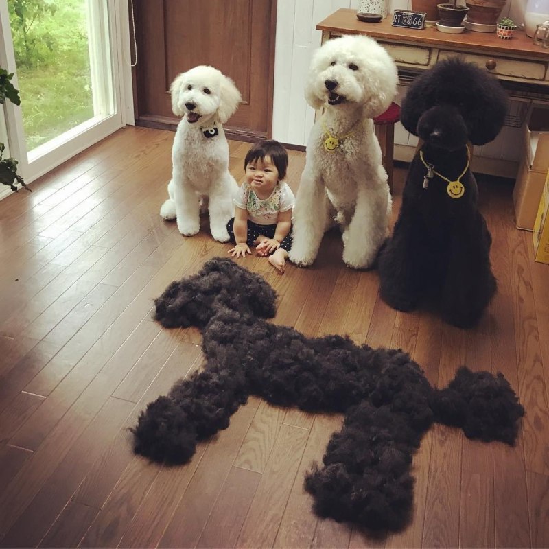 Королевский пудель черный