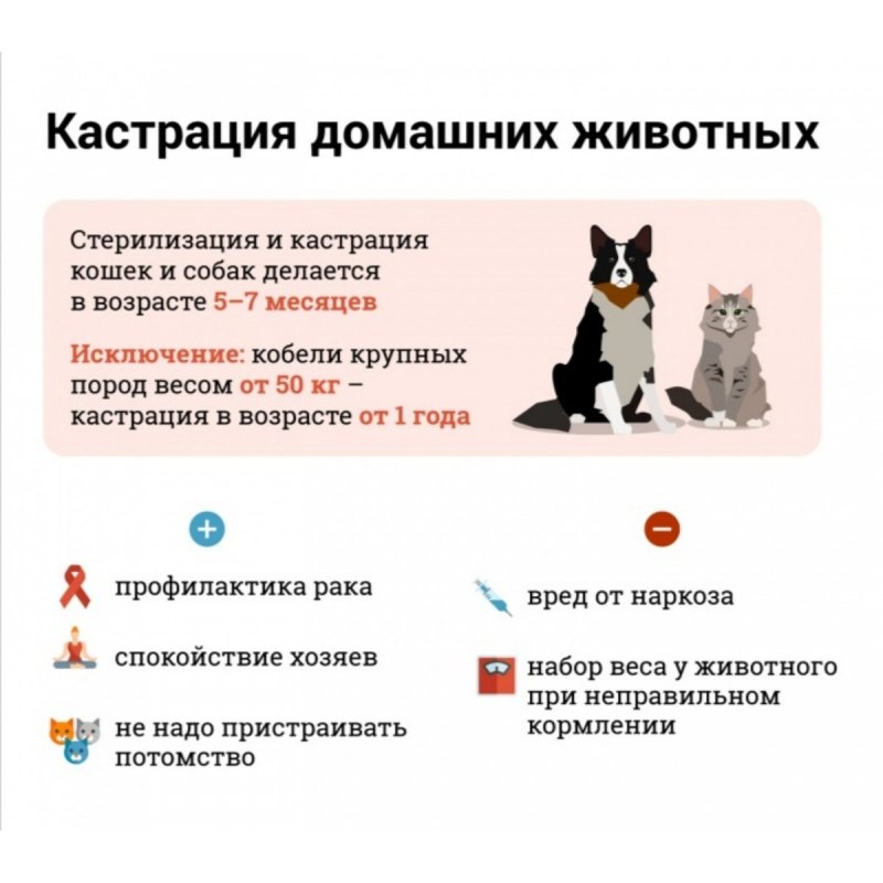 Стерилизация кошки операция