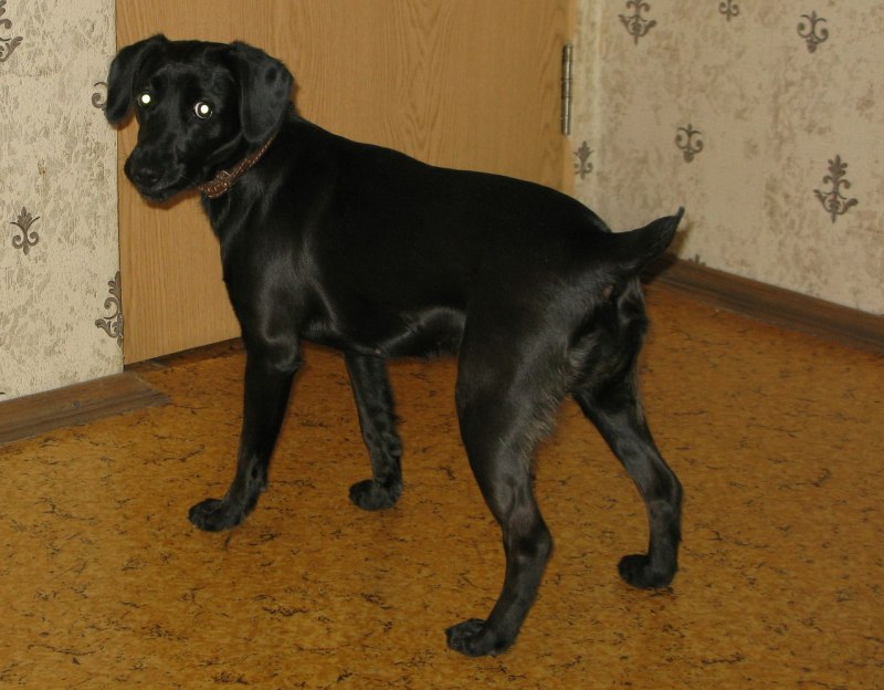 Собаки с плоским хвостом