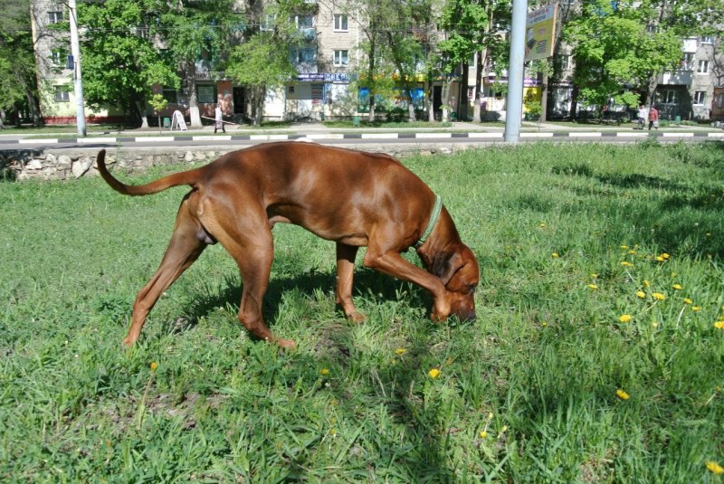 Такса купируют хвосты