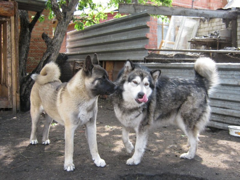 Собаки Краснодарский край