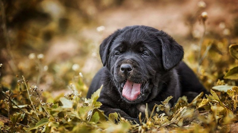 Labrador Retriever щенок