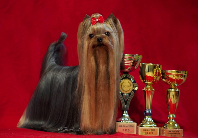 Йоркширский терьер чемпионы мира