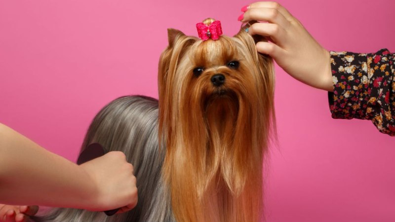Yorkshire Terrier Grooming