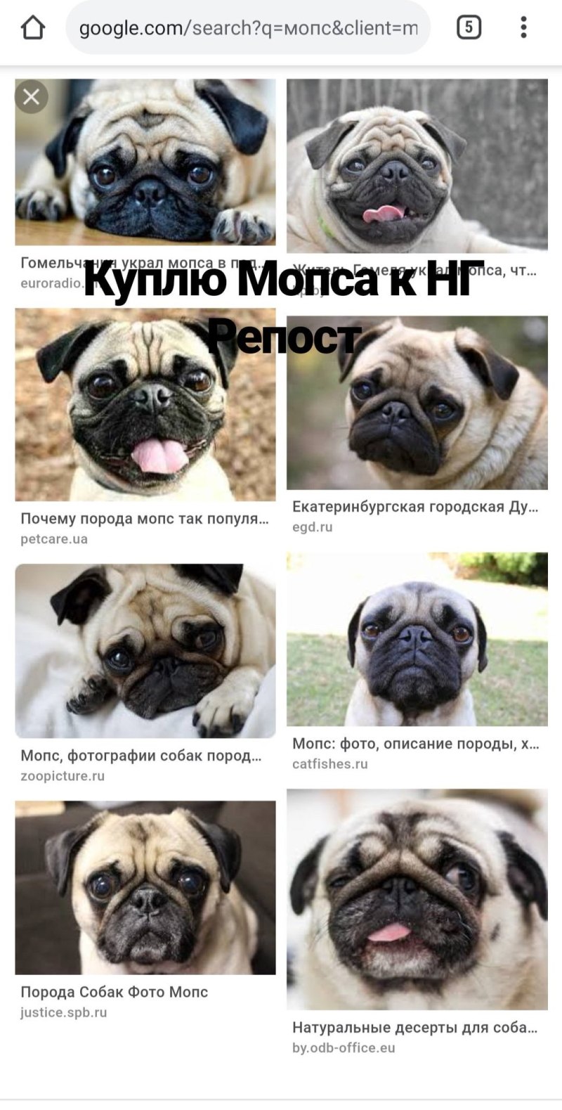 Мопс улыбка