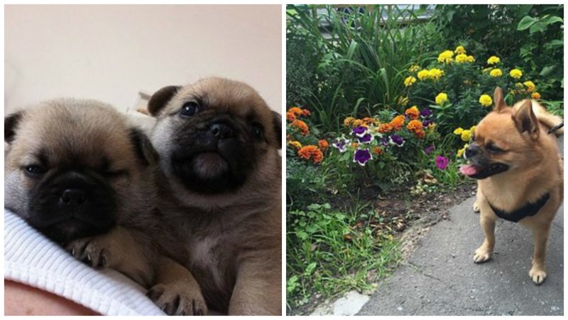 Померанский шпиц jiffpom