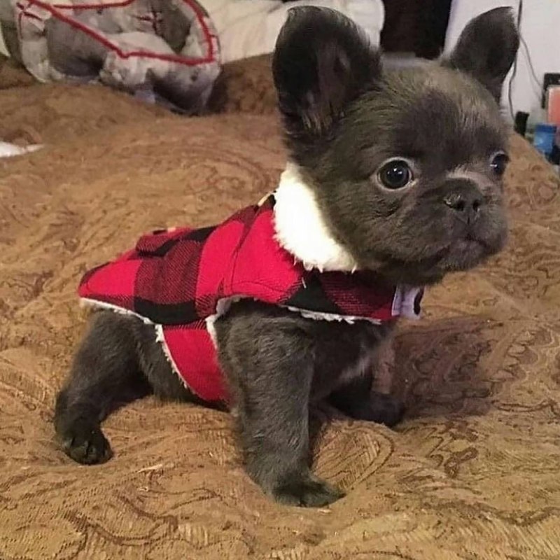 Померанский шпиц Джифф