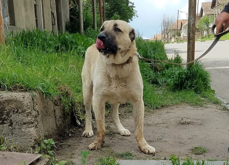 Волкодав Гампр