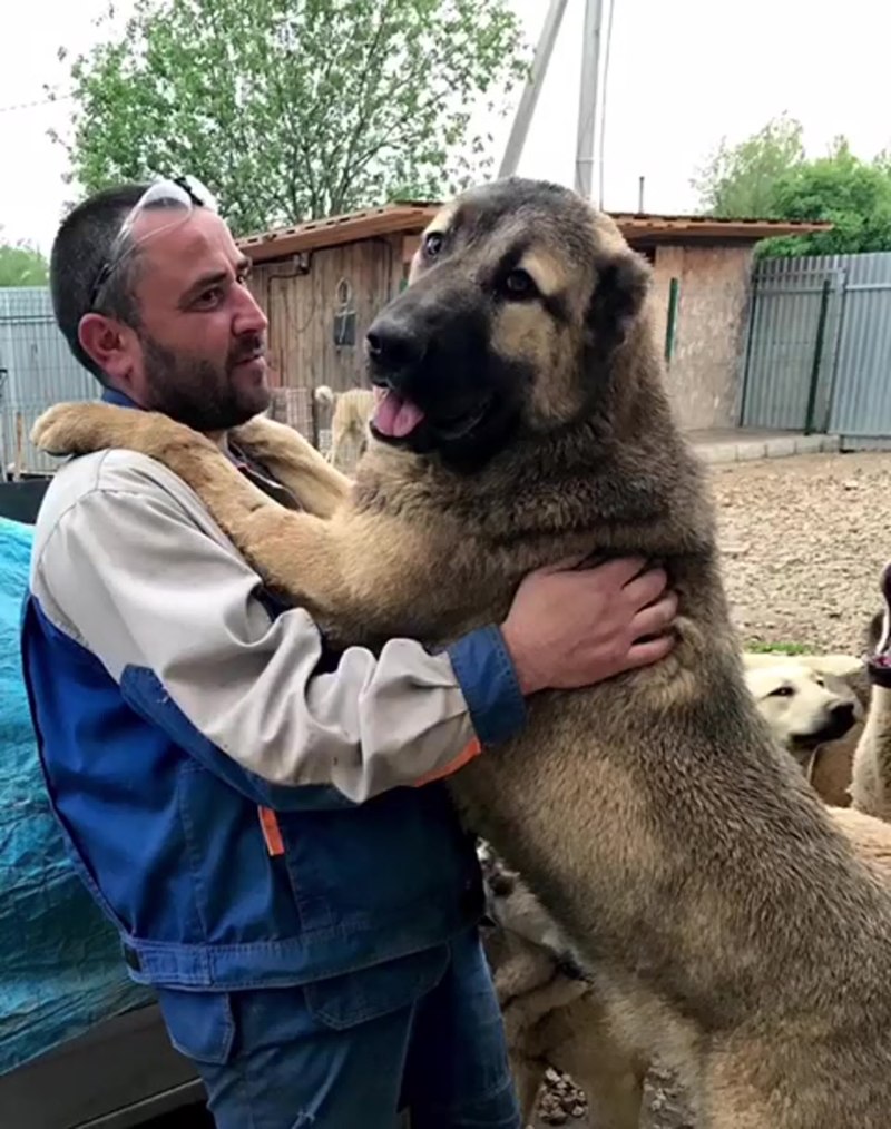 Армянский алабай Гампр