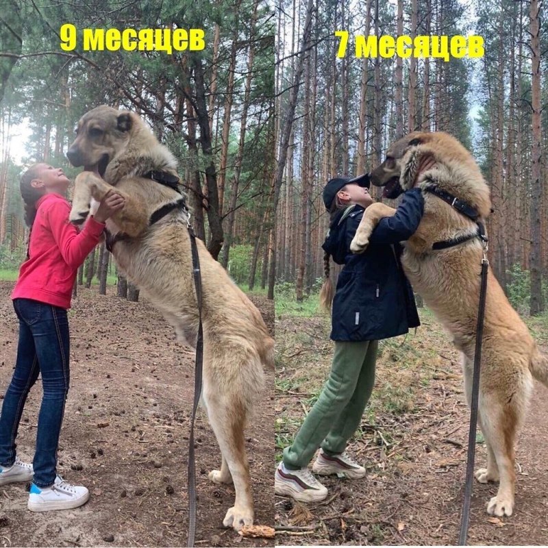 Гампр армянский волкодав с человеком