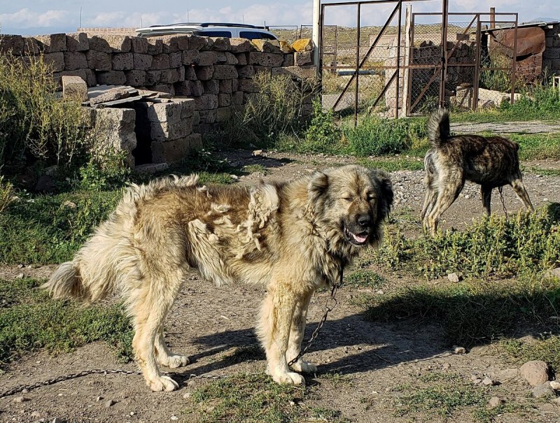 Гампр армянский волкодав